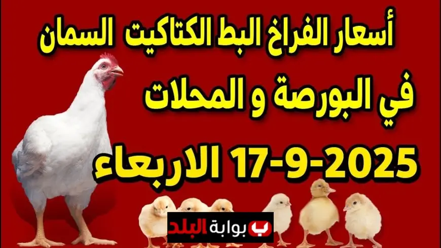 بورصة الدواجن اليوم الأربعاء 17 سبتمبر 2025 في مصر واسعار الكتاكيت والبيض في المحلات والسوق المصرية