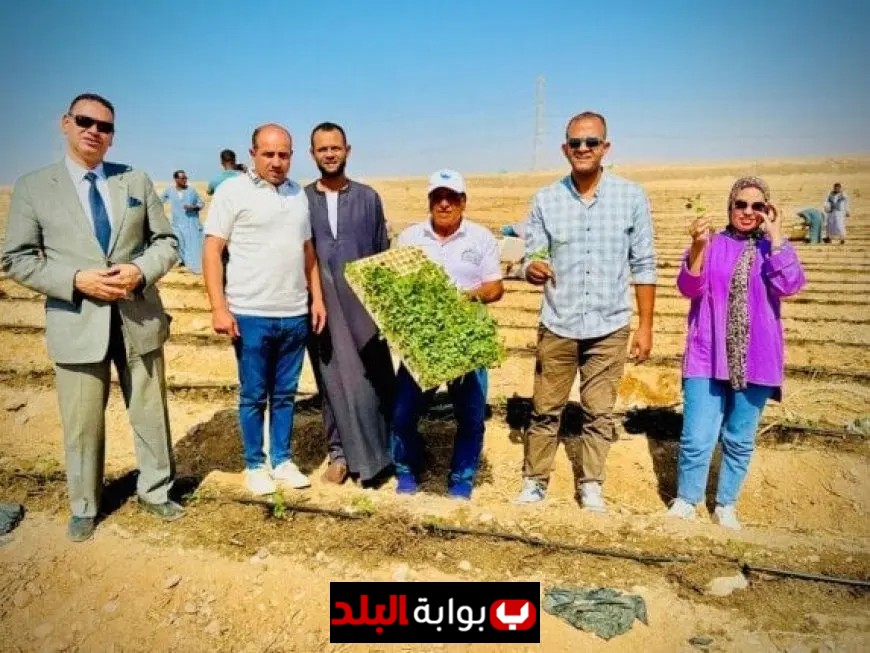 أفرولاند للتنمية المستدامة تبدأ موسم زراعة وتجفيف الطماطم من الأقصر لتغذية الأسواق العالمية