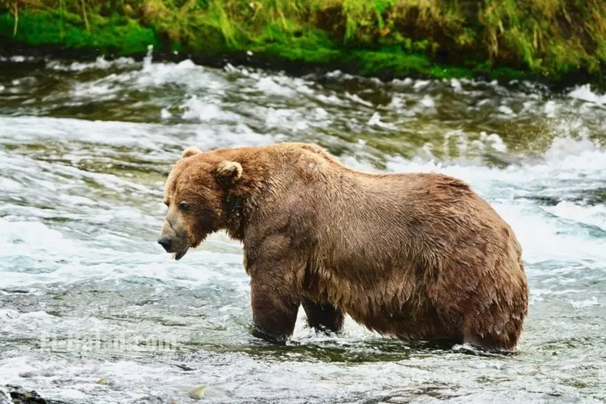 Fat Bear Week Voting 2025: Meet the Bears, Brackets, and How to Cast Your Vote