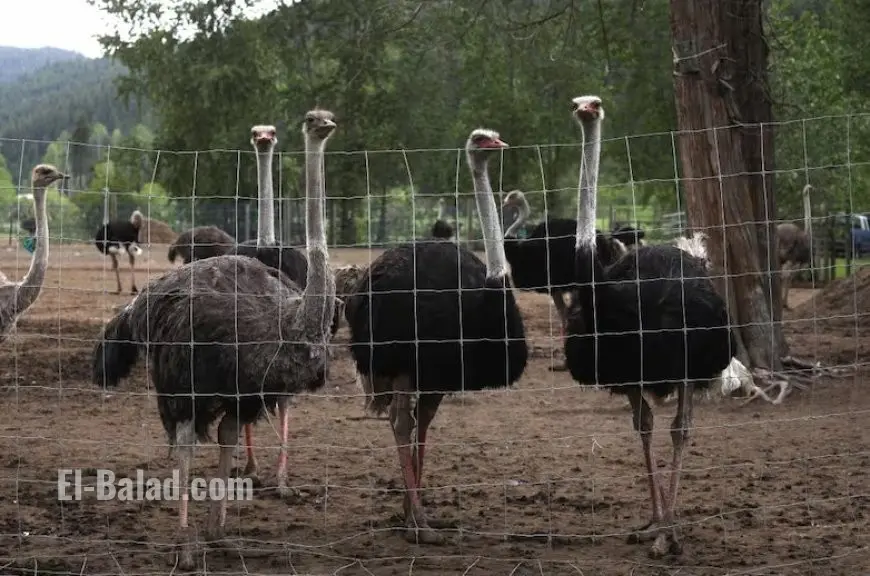 BC Ostrich Farm Battle: CFIA Cull Orders, Legal Fights, and the Future of Universal Ostrich Farm in Canada