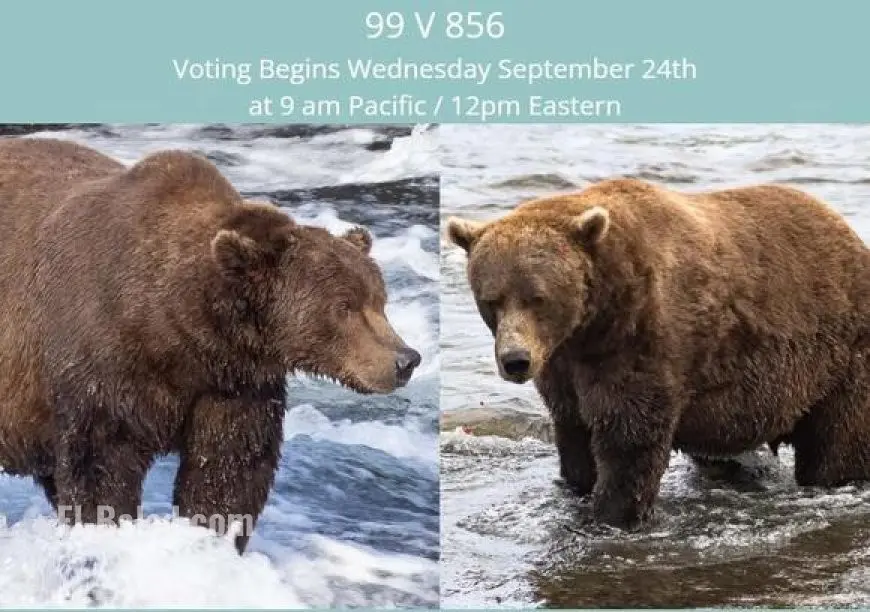 Fat Bear Week Voting 2025: Meet the Bears Battling for the Crown at Katmai National Park