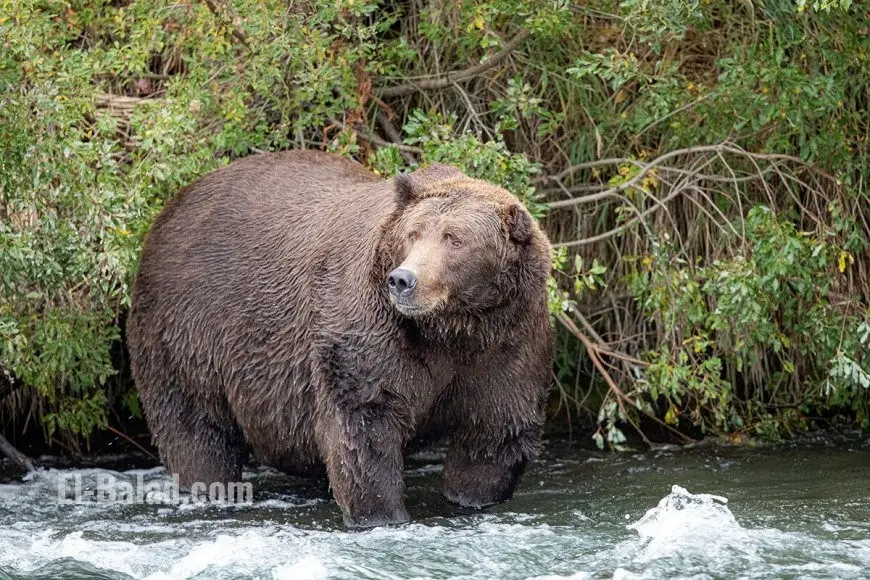 Fat Bear Week Voting 2025: How to Cast Your Vote, Meet the Bears, and Follow the Competition from Anywhere