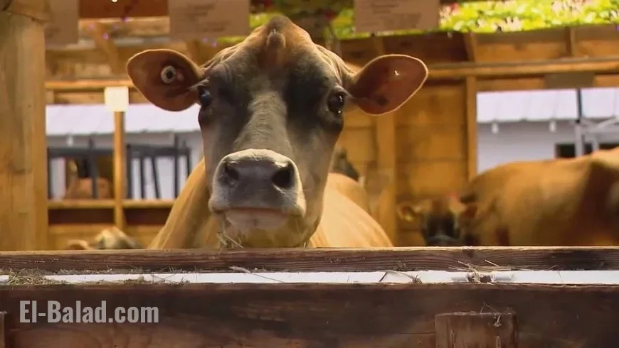 Fryeburg Fair Kicks Off Early with Exciting New Events and Scheduling Concerns