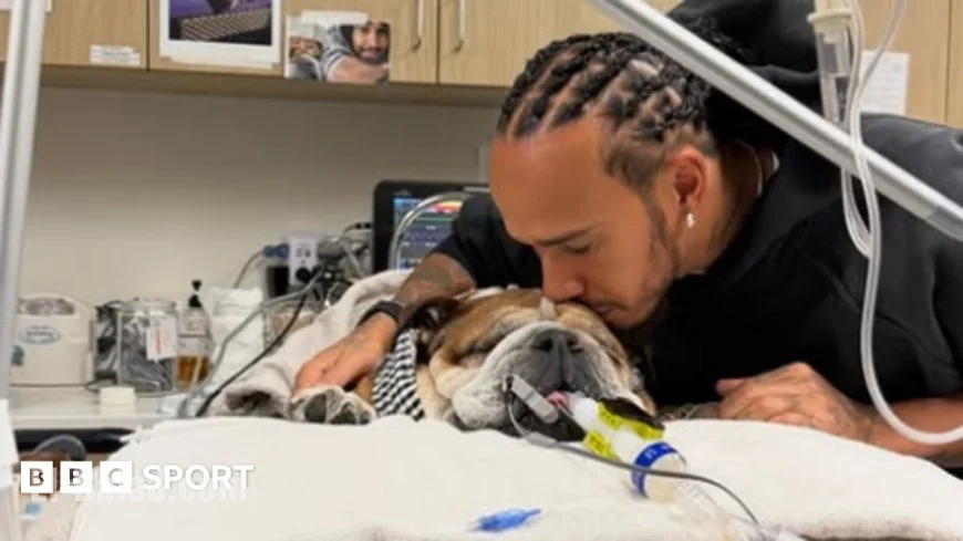 Hamilton withdraws from tire test to care for sick dog