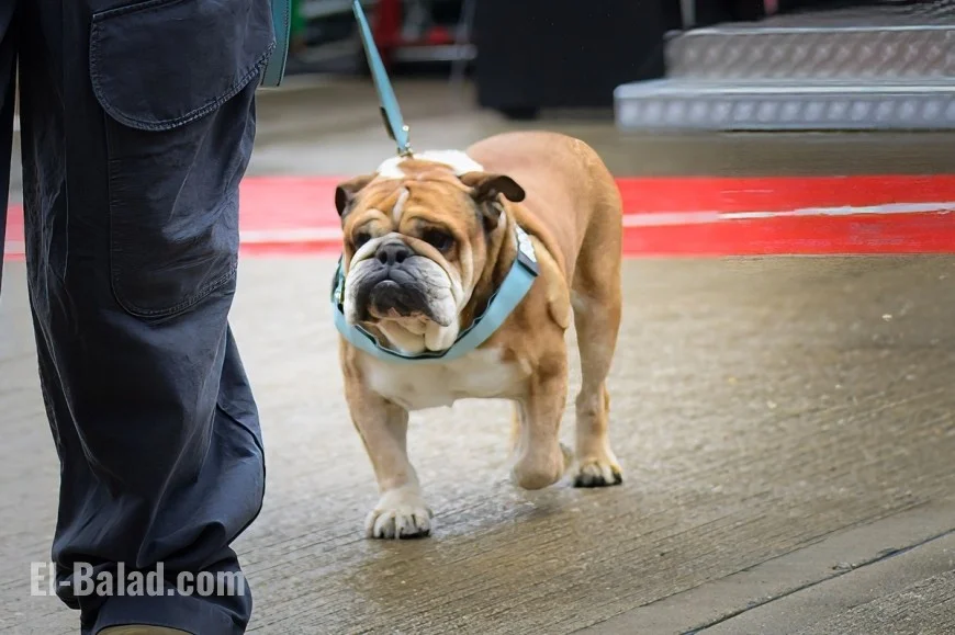 Lewis Hamilton Honors Late Dog Roscoe with Heartfelt Tribute After Passing