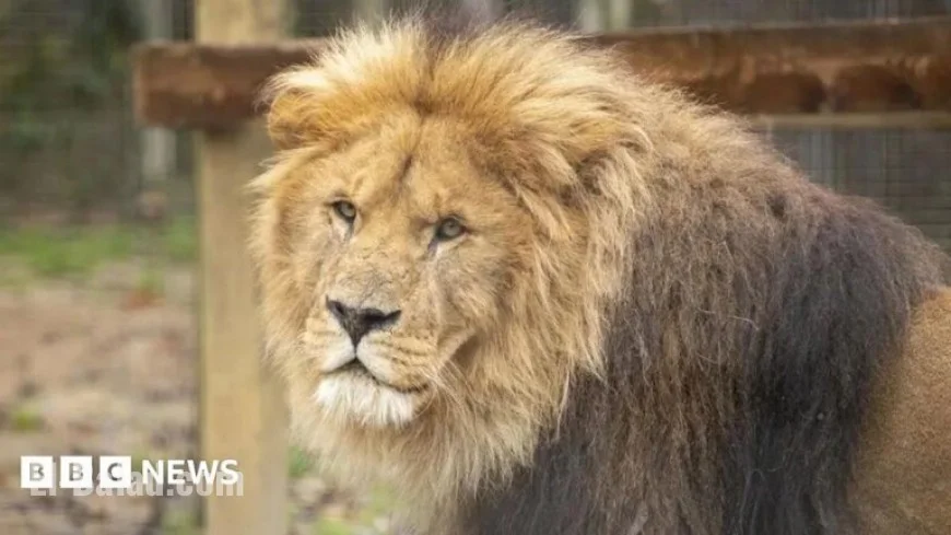 Struggling Paignton Zoo Hits the Market as Owner Seeks Buyer