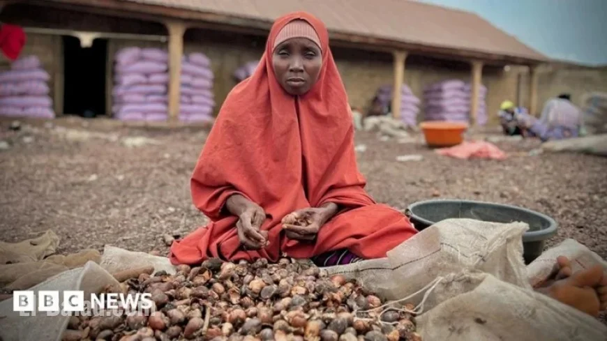 Nigeria’s Shea Industry Suffers as Export Ban Impacts Thousands of Women