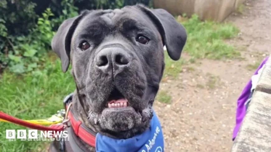 RSPCA Encourages South East Residents to Adopt Gentle Giant Dogs