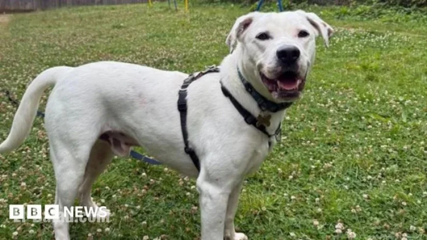 RSPCA Appeals Over South West’s Large Dog Care Crisis