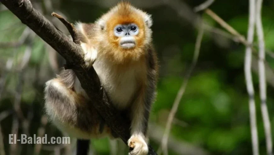 Dedicated Conservationist Boosts Rare Monkey Population to Nearly 2,000