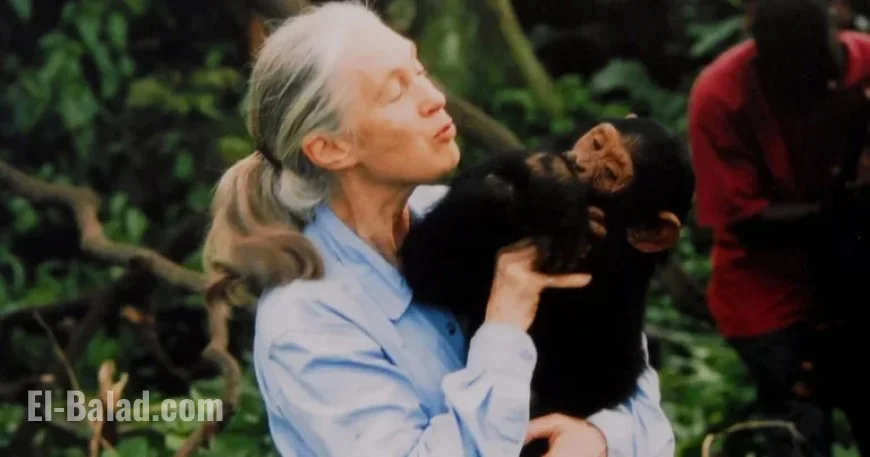 Renowned Chimpanzee Expert Jane Goodall Passes Away at 91