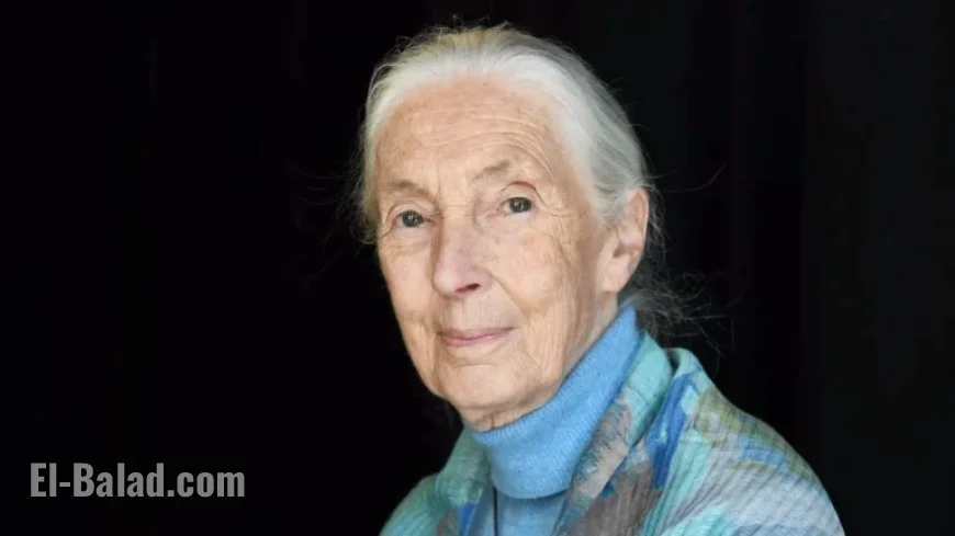 Renowned Primatologist Jane Goodall Passes Away at 91