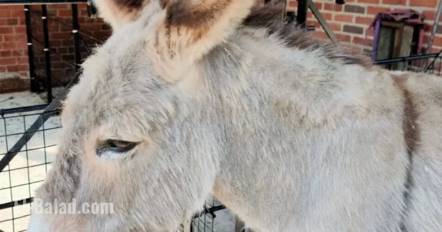 Heaton Park Mourns Beloved Donkey as Tributes Flood In