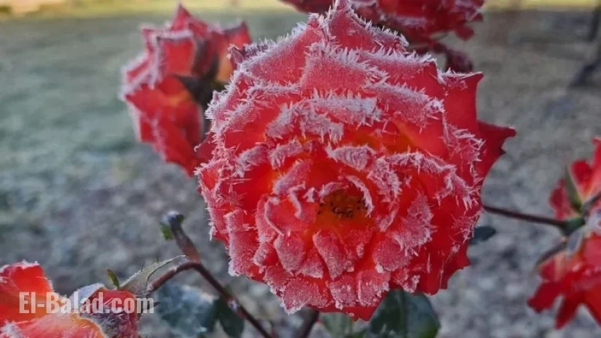 Thursday Dawn’s Frost Expected with Season’s Coldest Start