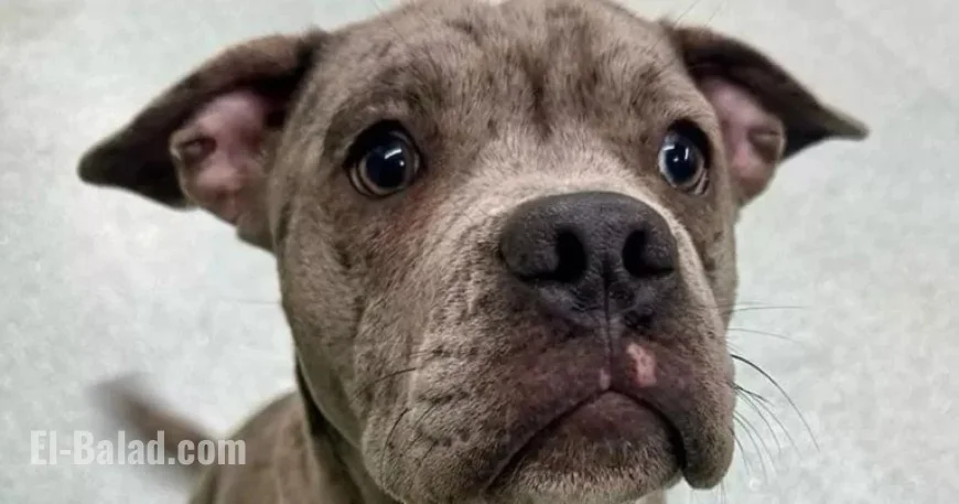 Court Declares Max a Banned Breed, Orders Destruction in Two Months