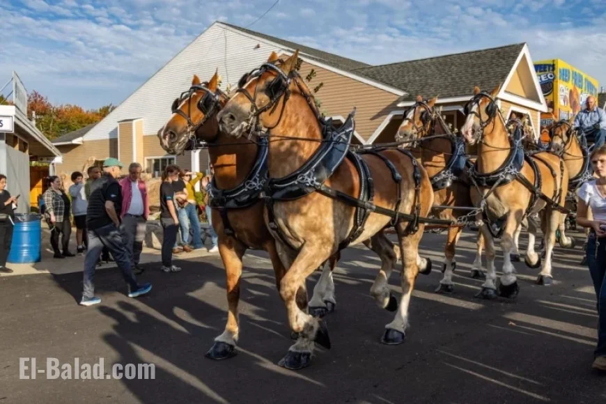 Topsfield Fair 2025: Your Guide to Concerts and Clydesdales