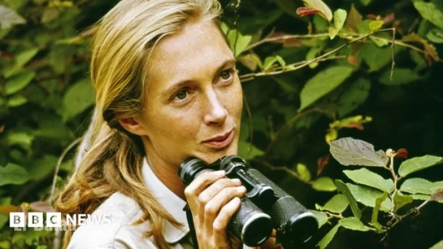 Dame Jane Goodall Transforms Our Understanding of Primate Relatives