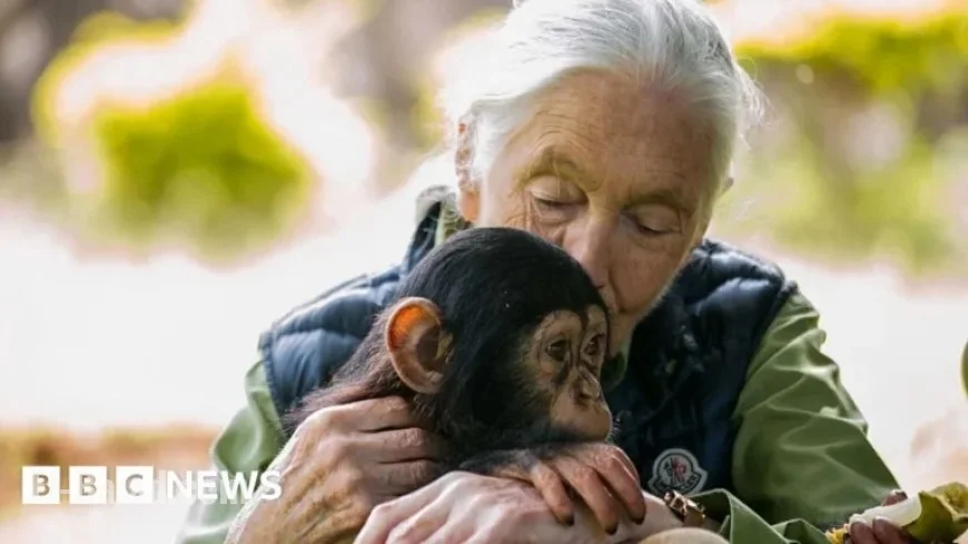 Jane Goodall Shares Her Journey Into Animal Fascination with BBC