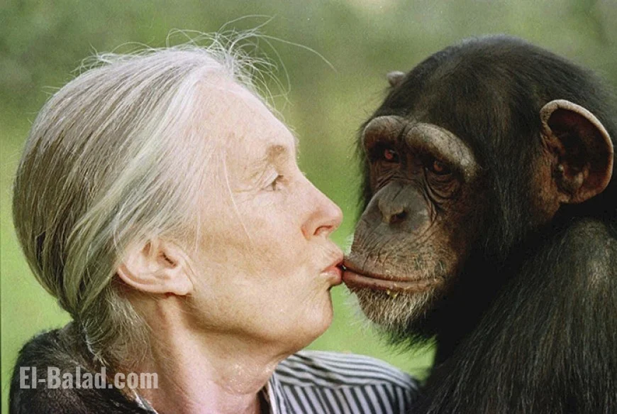 Jane Goodall Cause of Death Revealed: How the World Lost a Conservation Icon at 91