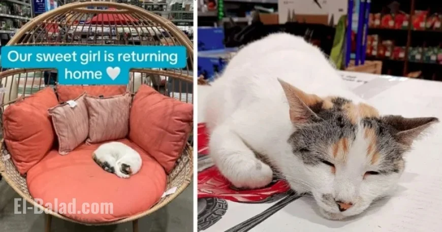 Francine the Beloved Lowe’s Cat Returns After Community’s Persistent Search Efforts