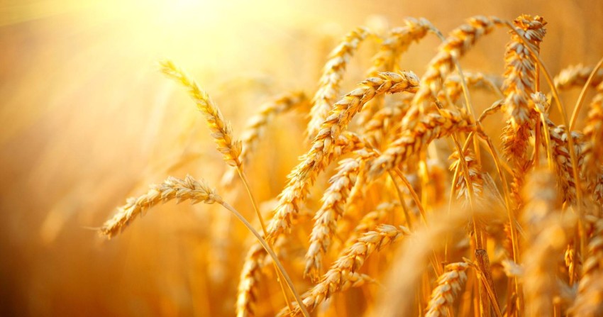 احتياطيات مصر من القمح تكفي استهلاك أكثر من خمسة أشهر