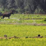 مصر.. التموين المصرية تحذر مزارعي الأرز في البلاد
