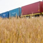 مصر تشتري 175 ألف طن من القمح
