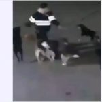 كاميرات المراقبة ترصد لحظة وفاة طبيبة مصرية بسبب الكلاب الضالة