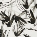 العلماء يختبرون بكتيريا داخل أمعاء البعوضة كسلاح ضد الملاريا