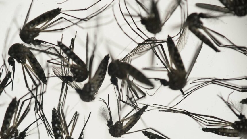 العلماء يختبرون بكتيريا داخل أمعاء البعوضة كسلاح ضد الملاريا