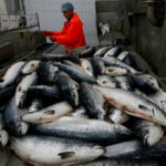 تحذير عاجل في مصر من السمك الياباني بعد ظهور لون غريب