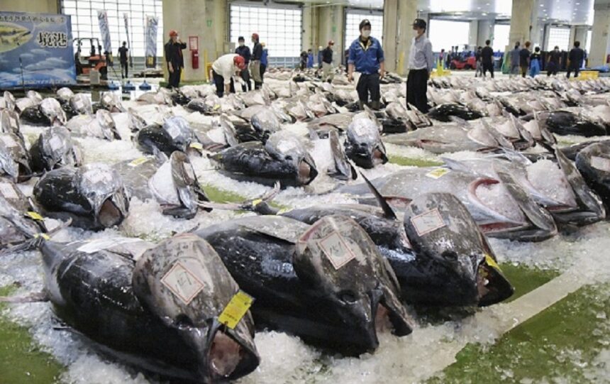إنذار عاجل في مصر من سمك ياباني يباع في البلاد